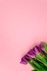 Purple tulips on a pink background. The concept of the symbol of spring, women's day, the holiday of March 8. Top view, copy space.