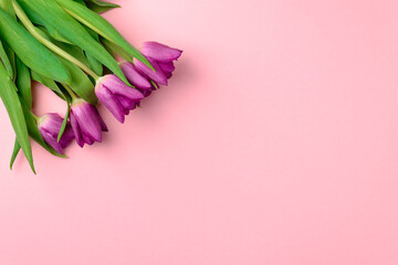 Purple tulips on a pink background. Minimal nature and spring concept, copy space, top view.