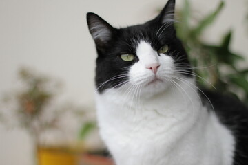gato frajola incomodado com a fotografia