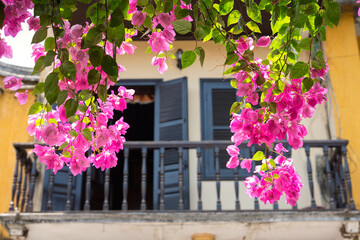 Pink bougainvillea flowers against old house in Hoi An, Vietnam　ベトナムのホイアン ピンクの花と黄色い家