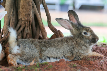 Local rabbits are sheltering under trees, perfect for Easter and your content.
