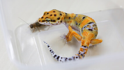 Ornamental gecko are in place with crickets that are blurry pictures.