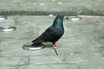 The black pigeon bird walked alone in the park.