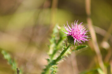 Spiny plumeless thistle in bloom closeup view with blurred plants on background