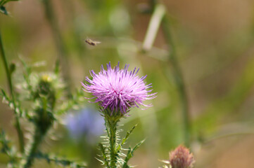 Spiny plumeless thistle flower closeup view with selective focus on foreground