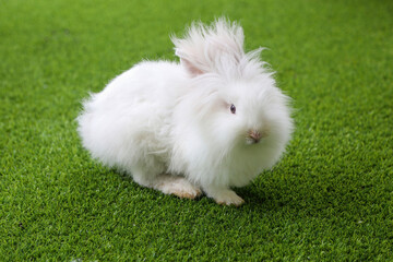 The white rabbits on the green grass are very cute.