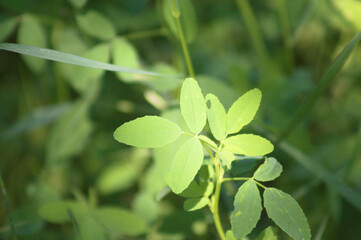 Fototapeta na wymiar White sweetclover leaves closeup view with selective focus on foreground