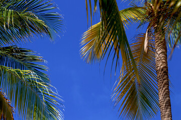 Summer vacation time under the shade of tropical palm trees on a caribbean beach on a sunny day