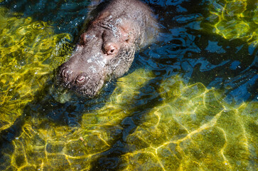 Odpoczywający hipopotam