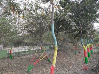 Fototapeta premium colored tree in the garden