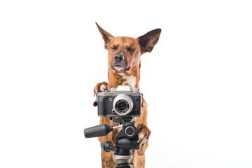 dog photographer dog with camera