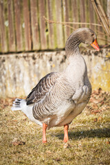 Graugans, Goose