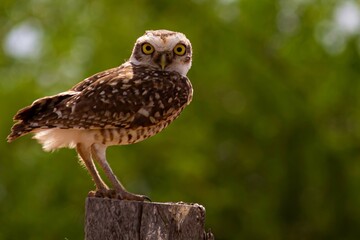 Lechuza Terrestre (Athene cunicularia)
