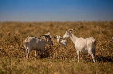 Goats in search of food roam the desert hot pasture. Moroccan goats climb trees to eat leaves. Sheep eat the remains of a watermelon.