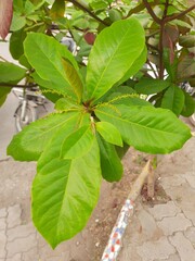 leaves in the garden