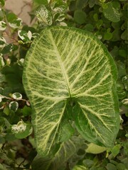 leaves in the garden