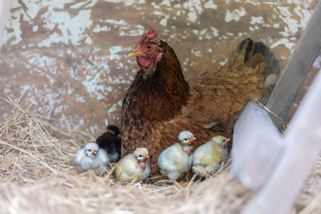 hen and chickens