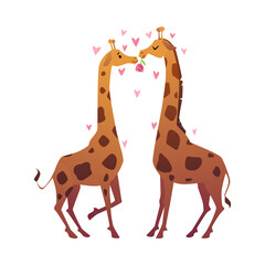 Giraffes in love kissing, cartoon flat vector illustration isolated on white background.