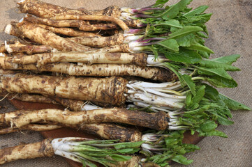 Fresh, dug-out horseradish