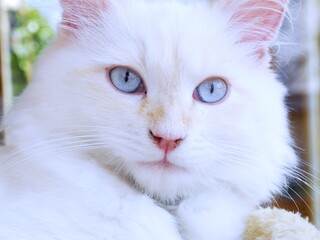 Katze