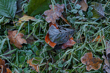 frozen  colorful leaves covered with hoarfrost close-up on the ground