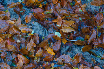 Leaf fall. Multicolor  leaves on the wet ground, close-up