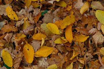 Leaf fall. Yellow  leaves on the ground, close-up