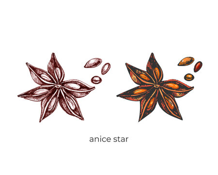 228_anice star_star anise flower, grain, brown, graphics, color, orange, a set of images on a white background