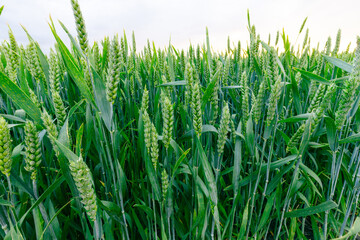 Ripening wheat green spikes on a spring field. Isolated on white background.
