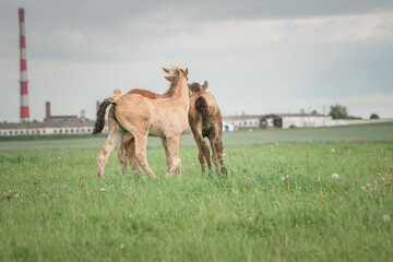 Farm thoroughbred horses graze on a cloudy summer day in a field.