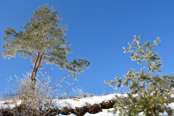 Winter landscape with snow and trees