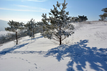 Winter landscape with snow and trees