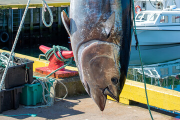 A large wild Atlantic bluefin tuna fish hanging from a pulley on a seafood market wharf. The fresh...