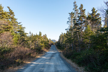 Obraz premium A gravel country road with lots of trees on both sides of the path. The tall trees are coniferous and there are lots of yellow and orange leaves on the ground. The sky in the background is bright blue
