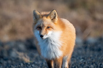 Naklejka na ściany i meble A cute young wild true red fox, Vulpes Vulpes, standing on all four paws attentively staring ahead as it hunts. It has a sharp piercing stare, orange soft fluffy fur, pointy ears, and a long red tail.
