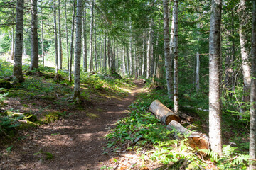 A worn footpath through trees in a forest. There are logs along the side of the trail. The lush green trees have no limbs on the bottom portion. The summer scene has a slight incline to the path.