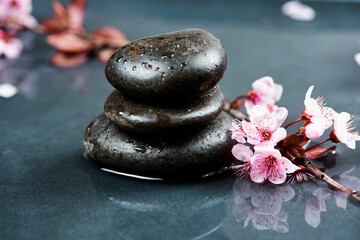 cherry blossoms and black hot stone on wet background. Hot stone massage setting . Beauty spa...