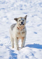 Naklejka premium Sled dogs in city of Ilulissat - Greenland. Sled dog - 7000 sled dogs in the city of Ilulissat, at city with a population of 4500 people, Greenland, Denmark. The month of May.