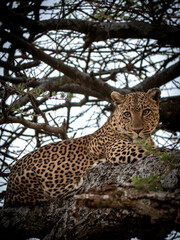 leopard in the bush