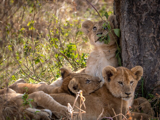 lion cubs