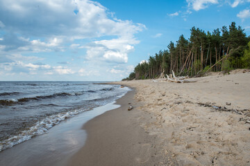 Carnikava, Latvia, Coastal scene at the Baltic sea with fallen trees in a sunny day