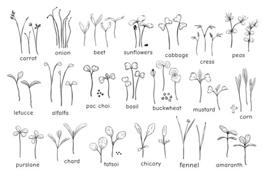Big vector set of microgreens. Herbs micro green - carrots, chicory, purslane, radishes, beets, cabbage, kale, alfalfa, scallion, pac choi, broccoli, mustard, gress salad on white background.
