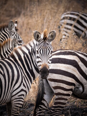 Fototapeta na wymiar zebra in a safari