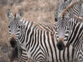 Fototapeta na wymiar zebras in safari