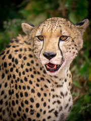 cheetah portrait
