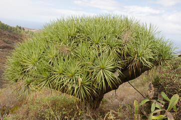 Canary Islands dragon tree Dracaena draco. Las Tricias. Garafia. La Palma. Canary Islands. Spain.