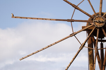 Male common kestrel Falco tinnunculus canariensis perched on the blade of a old windmill. Las Tricias. Garafia. La Palma. Canary Islands. Spain.