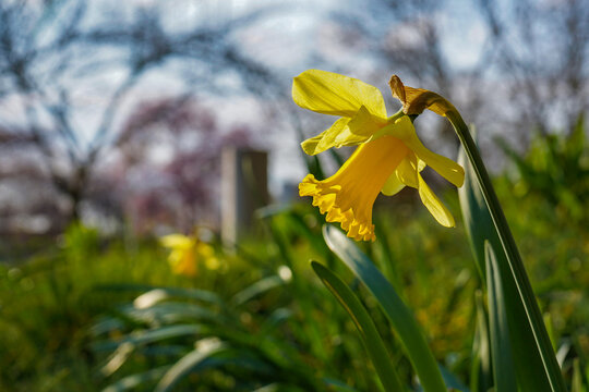 Bright Yellow Wild Daffodil Flowers In The Sun