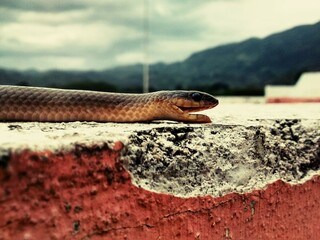 Fototapeta premium snake on white and red concrete surface