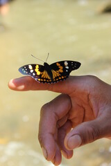 a friendly butterfly saying hi
